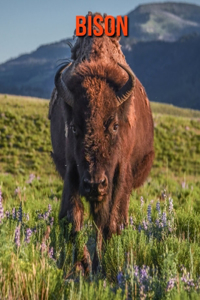 Bison