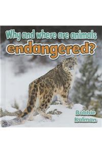 Why and Where Are Animals Endangered?