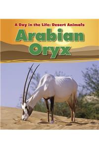 Arabian Oryx