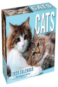 Cats 2020 Mini Day-To-Day Calendar