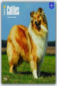 Collies 2017 18M