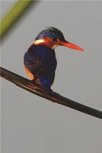 Malachite Kingfisher Bird Journal