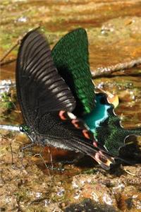 Eastern Black Butterfly Notebook
