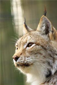 Gorgeous Lynx in Profile Wildcat Journal