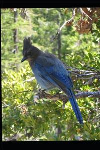 World Birds Atlas (Volume 1)