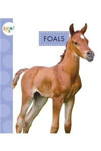 Foals