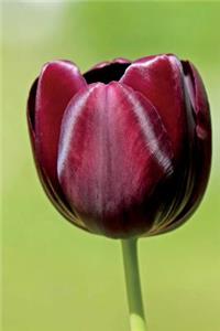 Very Dark Red Tulip Flower Journal
