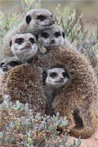 Meerkat Notebook - Journal Gift for Cute Animal Lovers