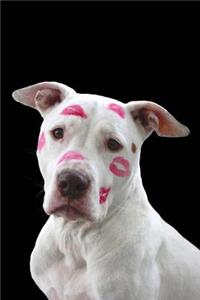Pit Bull Love