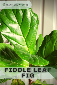 Fiddle Leaf Fig