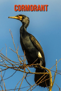 Cormorant