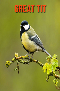 Great Tit