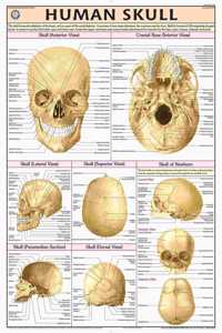 Teachingnest | Human Skull Chart 70X100 Cm | English | Human Physiology Chart | Synthetic | Wall Sticking