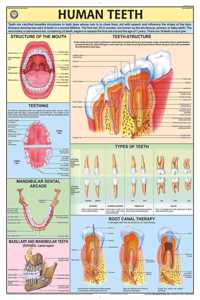 Teachingnest | Human Teeth Chart 70X100 Cm | English | Human Physiology Chart | Synthetic | Wall Sticking