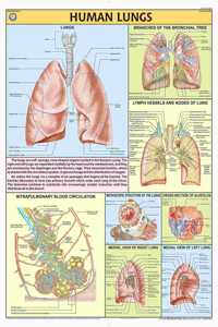 Teachingnest | Human Lungs Chart 70X100 Cm | English | Human Physiology Chart | Synthetic | Wall Sticking