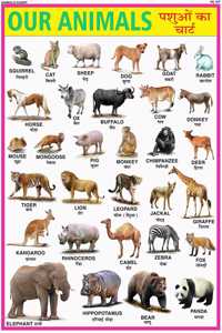 Animals Chart For Kids | 70X100 Cm (Extra Large Size To Attract Kids) | Non-Tearable And Waterproof | Perfect For Homeschooling, Kindergarten And Nursery Students