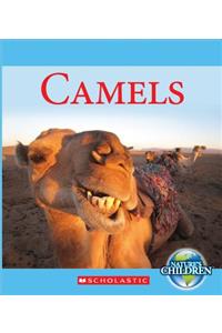 Camels