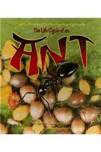 Life Cycle of an Ant