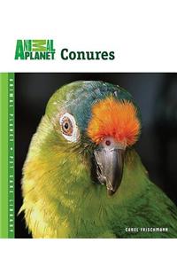 Conures