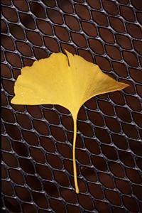 Gingko Leaf on a Fence Journal