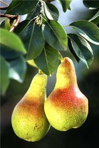 Pears on a Pear Tree Journal