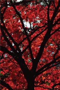 Fall Fire Tree Notebook