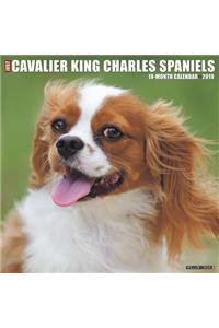 Just Cavalier King Charles Spaniels 2019 Wall Calendar (Dog Breed Calendar)