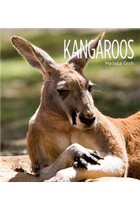 Kangaroos
