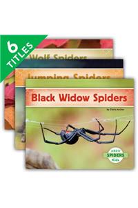 Spiders