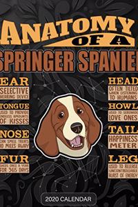 Anatomy Of A Springer Spaniel