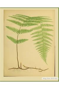 Nature Sketch Book