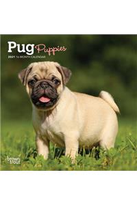 Pug Puppies 2021 Mini 7x7