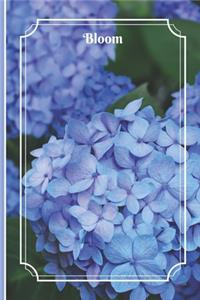 Bloom