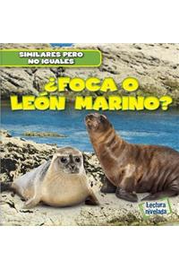 ¿Foca O León Marino? (Seal or Sea Lion?)