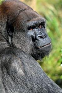 A Magnificent Silverback Gorilla Checking You Out Journal