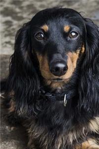 Such a Serious Long-Haired Black and Tan Dachshund Dog Journal: 150 Page Lined Notebook/Diary