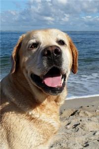 Labrador Retriever Dog Pup Puppy Doggie Notebook Bullet Journal Diary Composition Book Notepad - At the Beach