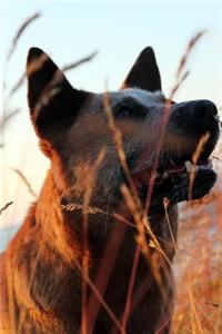 Australian Cattle Dog in a Field Journal