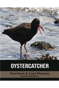 Oystercatcher: Fun Facts & Cool Pictures