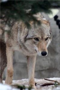 Magnificent Wild Gray Wolf in Winter Journal