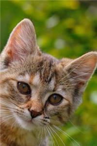 Charming Tabby Kitten Journal