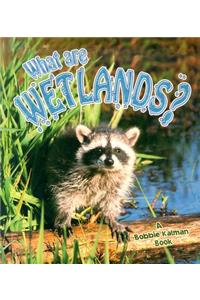 What Are Wetlands?