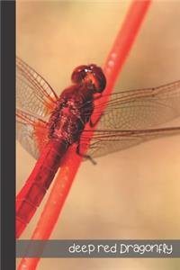 Deep Red Dragonfly