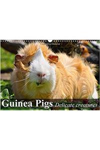 Guinea Pigs Delicate Creatures 2017