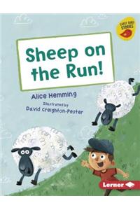 Sheep on the Run!