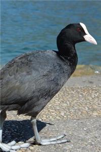 Moorhen Water Bird Journal