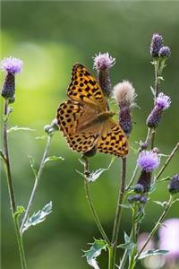 Pretty Painted Butterfly and Purple Thistle Blooms in the Summer Journal