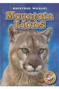 Mountain Lions