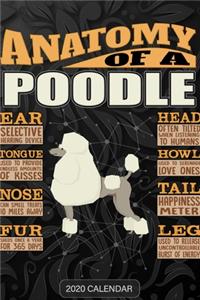 Anatomy Of A Poodle