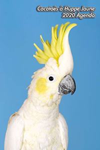Cacatoès à Huppe Jaune 2020 Agenda